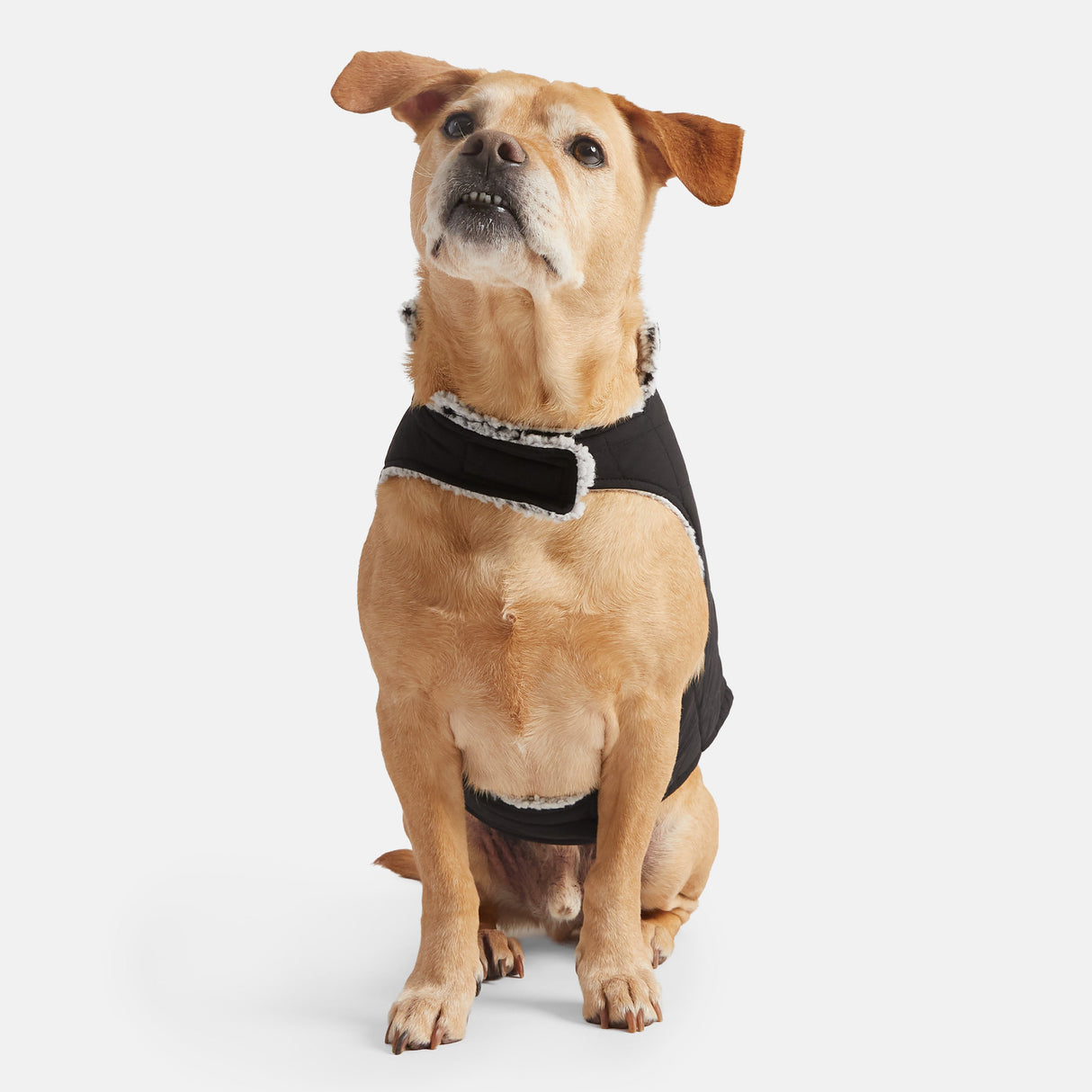 Stratus Lite Reversible Dog Jacket
