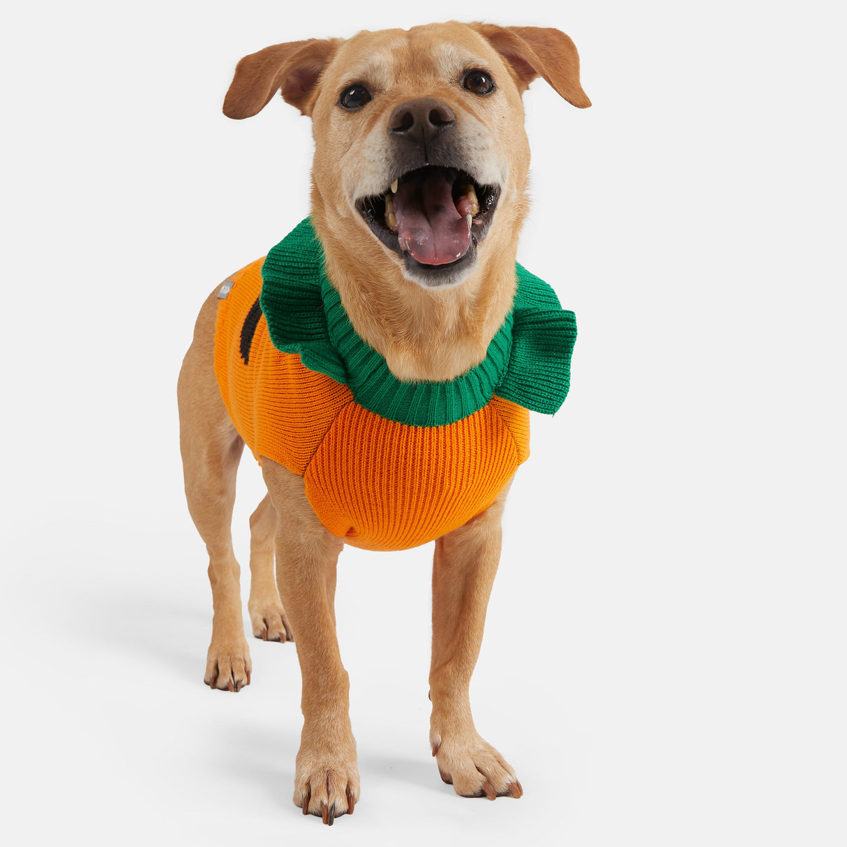 Dog Halloween Sweater