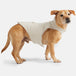 Stratus Lite Reversible Dog Jacket
