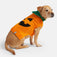 Dog Halloween Sweater