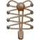 Round Locks Elastic